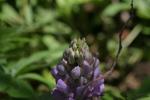 <img150*0:stuff/z/169023/%2520Assorted%2520Flowers/i1278023184_32.jpg>