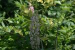 <img150*0:stuff/z/169023/%2520Assorted%2520Flowers/i1278023184_33.jpg>