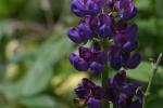 <img150*0:stuff/z/169023/%2520Assorted%2520Flowers/i1278023184_34.jpg>
