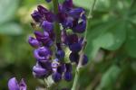 <img150*0:stuff/z/169023/%2520Assorted%2520Flowers/i1278023184_35.jpg>