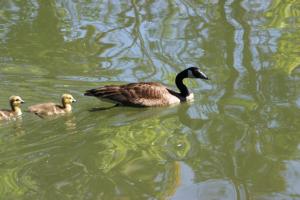<img300*0:stuff/z/169023/A%2520Goosey%2520Day%2520in%2520May/i1274137467_2.jpg>