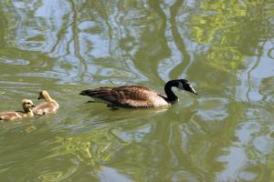 <img300*0:stuff/z/169023/A%2520Goosey%2520Day%2520in%2520May/i1274137467_8.jpg>