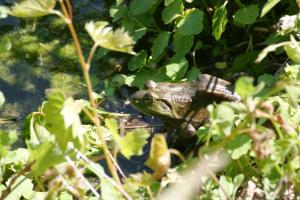 <img300*0:stuff/z/169023/A%2520Goosey%2520Day%2520in%2520May/i1274137468_11.jpg>