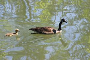 <img300*0:stuff/z/169023/A%2520Goosey%2520Day%2520in%2520May/i1274137468_14.jpg>