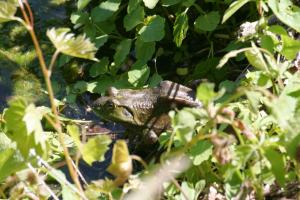 <img300*0:stuff/z/169023/A%2520Goosey%2520Day%2520in%2520May/i1274137468_17.jpg>
