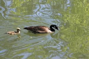 <img300*0:stuff/z/169023/A%2520Goosey%2520Day%2520in%2520May/i1274137468_20.jpg>