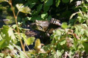 <img300*0:stuff/z/169023/A%2520Goosey%2520Day%2520in%2520May/i1274137469_23.jpg>