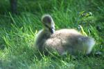 A Goosey Day in May