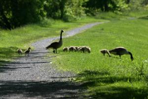 <img300*0:stuff/z/169023/A%2520Goosey%2520Day%2520in%2520May/i1274137469_35.jpg>
