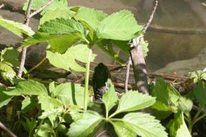 <img300*0:stuff/z/169023/A%2520Goosey%2520Day%2520in%2520May/i1274137469_39.jpg>
