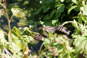 <img300*0:stuff/z/169023/A%2520Goosey%2520Day%2520in%2520May/i1274137469_40.jpg>