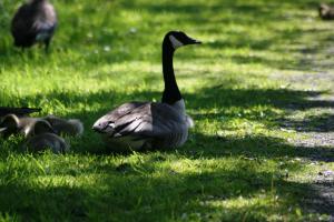 <img300*0:stuff/z/169023/A%2520Goosey%2520Day%2520in%2520May/i1274137469_41.jpg>