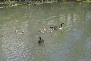 <img300*0:stuff/z/169023/AGDIM%2520Part%25202/i1274138144_5.jpg>