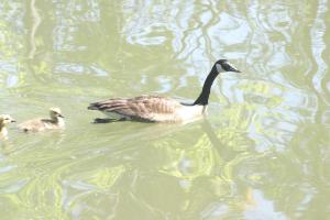 <img300*0:stuff/z/169023/AGDIM%2520Part%25202/i1274138144_6.jpg>