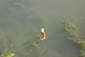 <img300*0:stuff/z/169023/AGDIM%2520Part%25202/i1274138144_8.jpg>