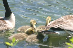 <img300*0:stuff/z/169023/AGDIM%2520Part%25202/i1274138145_13.jpg>