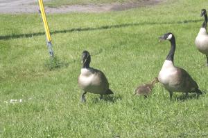 <img300*0:stuff/z/169023/AGDIM%2520Part%25202/i1274138145_15.jpg>