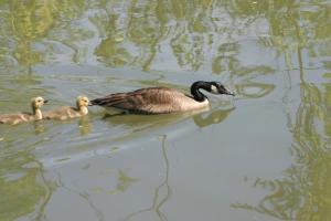 <img300*0:stuff/z/169023/AGDIM%2520Part%25202/i1274138145_17.jpg>