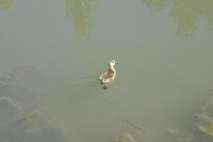 <img300*0:stuff/z/169023/AGDIM%2520Part%25202/i1274138145_20.jpg>