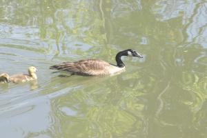 <img300*0:stuff/z/169023/AGDIM%2520Part%25202/i1274138146_24.jpg>