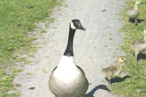 <img300*0:stuff/z/169023/AGDIM%2520Part%25202/i1274138146_27.jpg>