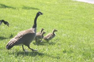 <img300*0:stuff/z/169023/AGDIM%2520Part%25202/i1274138146_33.jpg>