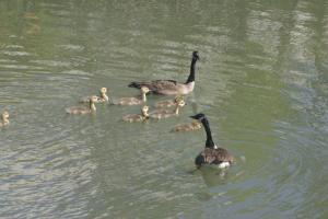 <img300*0:stuff/z/169023/AGDIM%2520Part%25202/i1274138146_34.jpg>