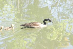 <img300*0:stuff/z/169023/AGDIM%2520Part%25202/i1274138147_36.jpg>
