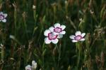 <img150*0:stuff/z/169023/Assorted%2520Flowers/i1278022389_1.jpg>