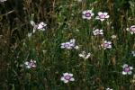 <img150*0:stuff/z/169023/Assorted%2520Flowers/i1278022389_10.jpg>