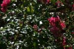 <img150*0:stuff/z/169023/Assorted%2520Flowers/i1278022389_11.jpg>