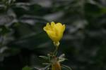<img150*0:stuff/z/169023/Assorted%2520Flowers/i1278022389_12.jpg>