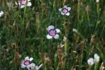 <img150*0:stuff/z/169023/Assorted%2520Flowers/i1278022389_13.jpg>