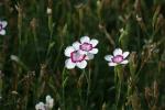 <img150*0:stuff/z/169023/Assorted%2520Flowers/i1278022389_2.jpg>
