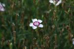 <img150*0:stuff/z/169023/Assorted%2520Flowers/i1278022389_3.jpg>