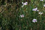 <img150*0:stuff/z/169023/Assorted%2520Flowers/i1278022389_4.jpg>
