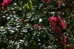 <img150*0:stuff/z/169023/Assorted%2520Flowers/i1278022389_5.jpg>