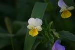 <img150*0:stuff/z/169023/Assorted%2520Flowers/i1278022389_6.jpg>