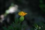 <img150*0:stuff/z/169023/Assorted%2520Flowers/i1278022389_7.jpg>