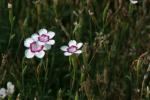 <img150*0:stuff/z/169023/Assorted%2520Flowers/i1278022389_8.jpg>