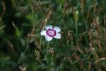 <img150*0:stuff/z/169023/Assorted%2520Flowers/i1278022389_9.jpg>