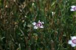<img150*0:stuff/z/169023/Assorted%2520Flowers/i1278022390_14.jpg>