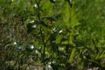 <img150*0:stuff/z/169023/Assorted%2520Flowers/i1278022390_15.jpg>