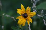 <img150*0:stuff/z/169023/Assorted%2520Flowers/i1278022390_16.jpg>