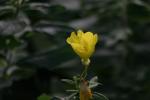 <img150*0:stuff/z/169023/Assorted%2520Flowers/i1278022390_17.jpg>