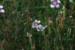 <img150*0:stuff/z/169023/Assorted%2520Flowers/i1278022390_18.jpg>