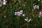 <img150*0:stuff/z/169023/Assorted%2520Flowers/i1278022390_19.jpg>