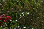 <img150*0:stuff/z/169023/Assorted%2520Flowers/i1278022390_20.jpg>