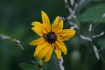 <img150*0:stuff/z/169023/Assorted%2520Flowers/i1278022390_21.jpg>