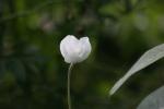 <img150*0:stuff/z/169023/Assorted%2520Flowers/i1278022390_22.jpg>